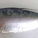 Image of Slender thread herring