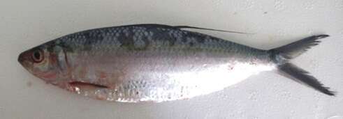 Image of Slender thread herring