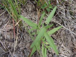 Image of Zinnia bicolor (DC.) Hemsl.