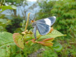 Image de Simena luctifera Walker 1856