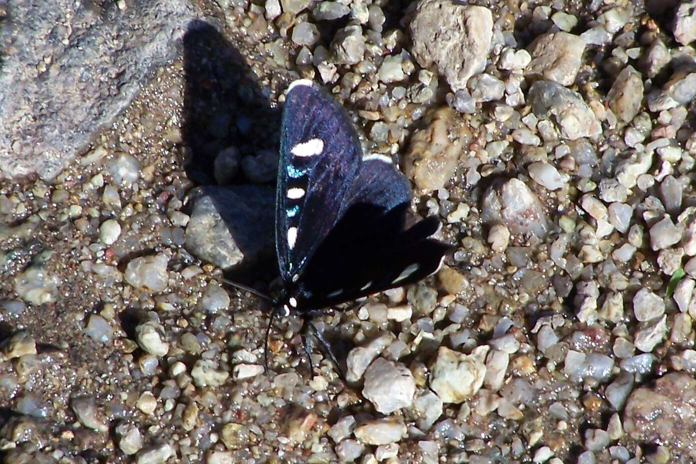 Image of Two-spotted Forester