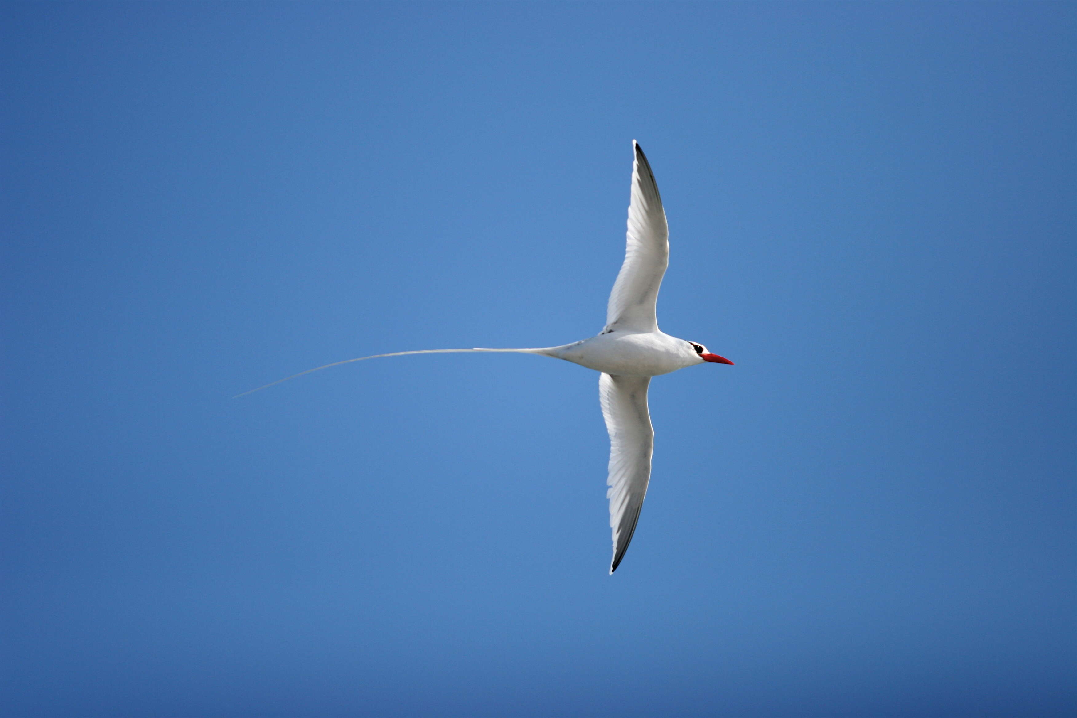 Image of Red-billed Tropicbird