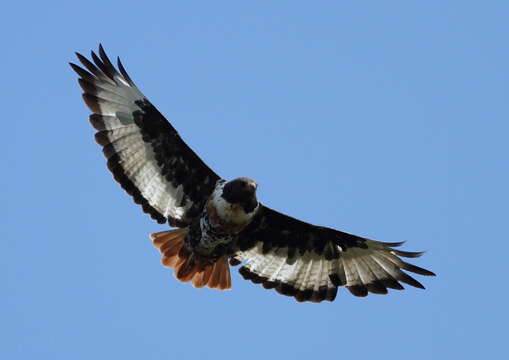 Image of Jackal Buzzard