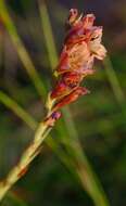 Imagem de Gladiolus densiflorus Baker