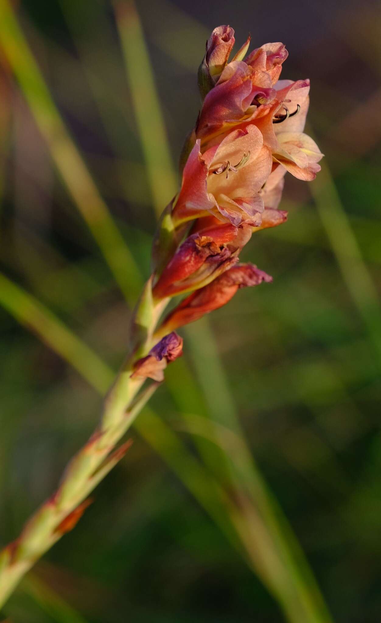 Gladiolus densiflorus Baker resmi