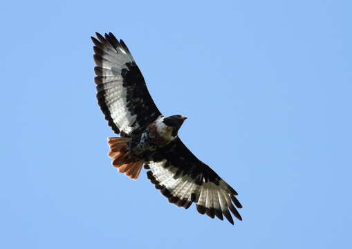 Image of Jackal Buzzard