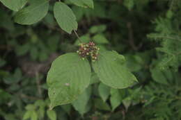 Image of roundleaf dogwood