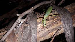 Image of Trachymantis dentifrons Stal 1877