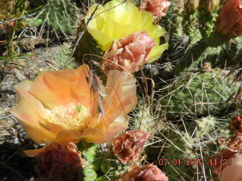 Image of hairspine pricklypear