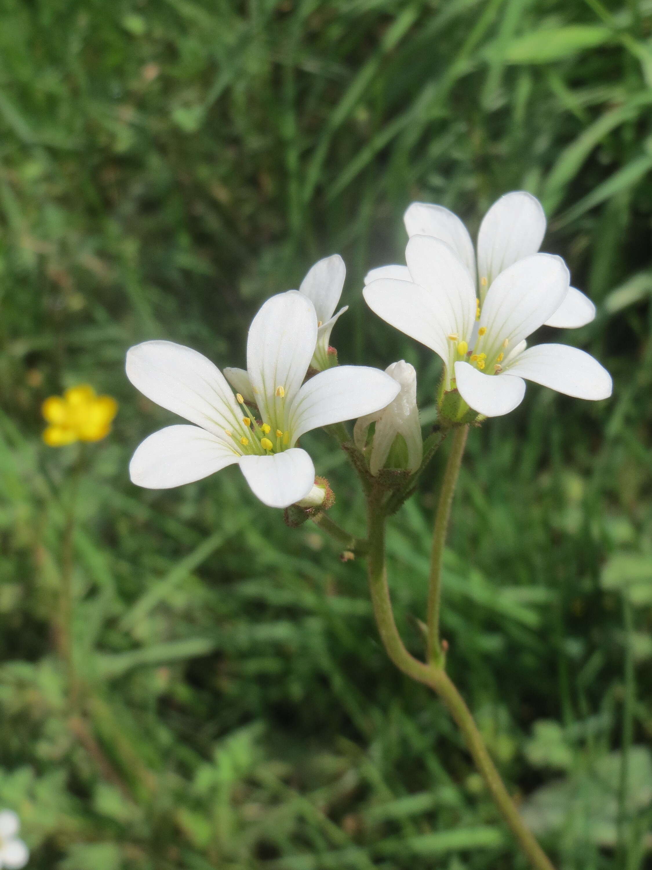 Image of Meadow Saxifrage