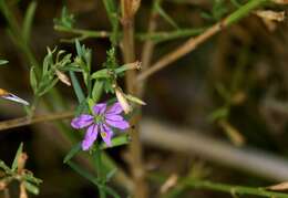 Plancia ëd Lythrum californicum Torr. & Gray