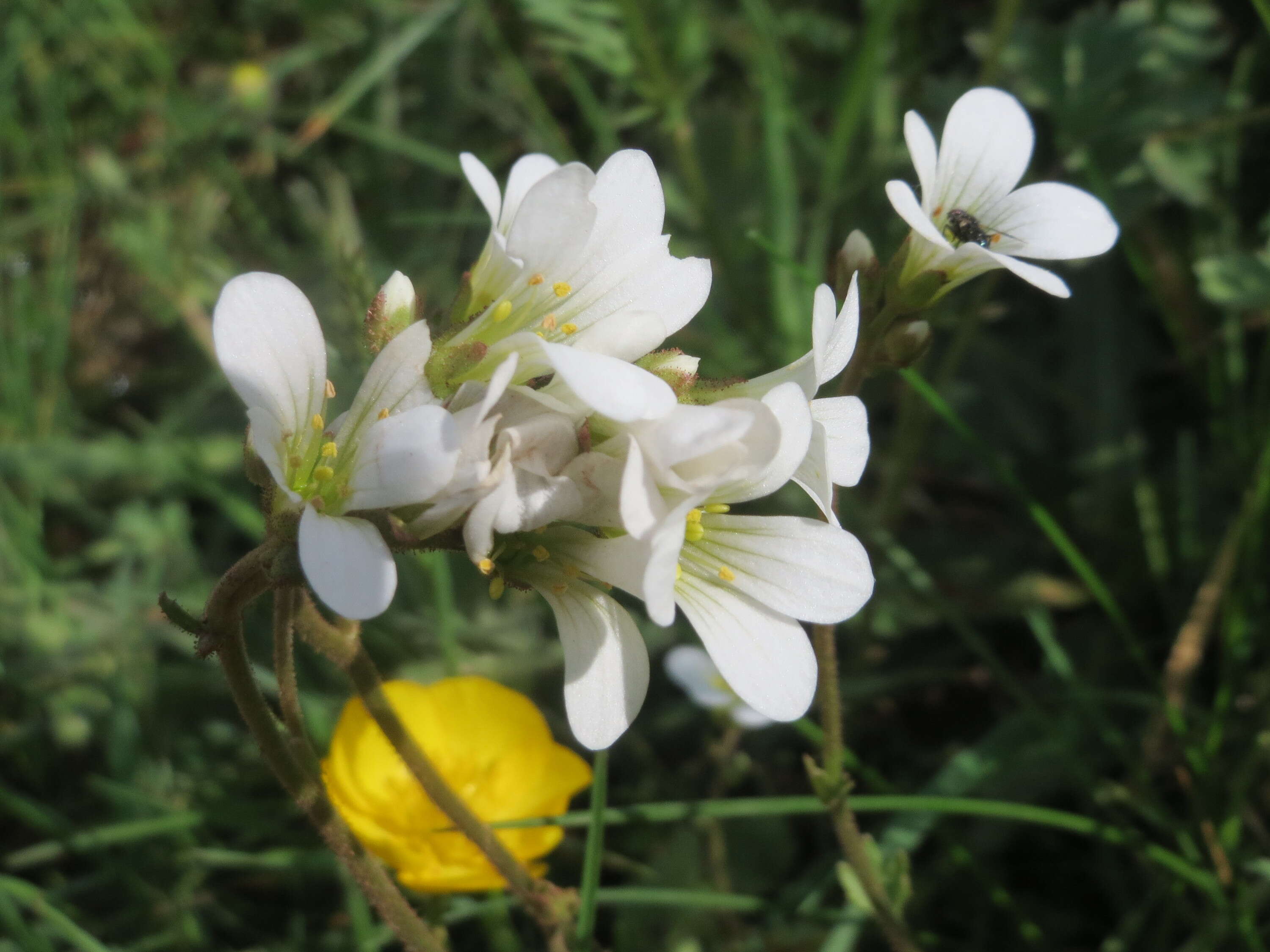 Image of Meadow Saxifrage