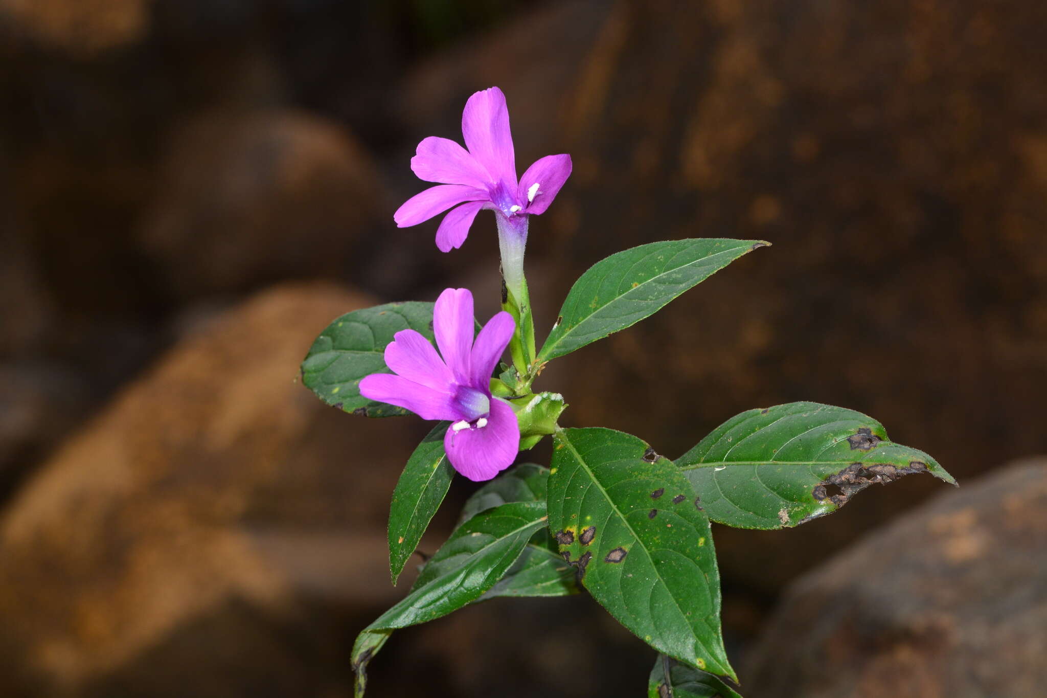 Imagem de Barleria prattensis Santapau