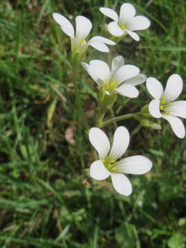 Image of Meadow Saxifrage