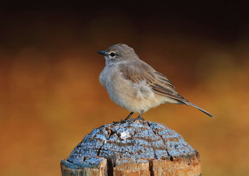 Слика од Bradornis pallidus