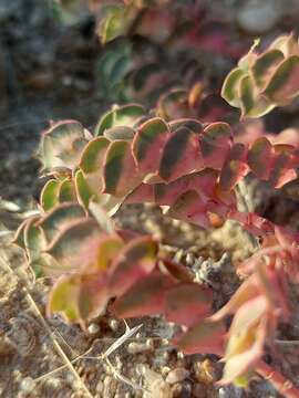 Imagem de Euphorbia phylloclada Boiss.