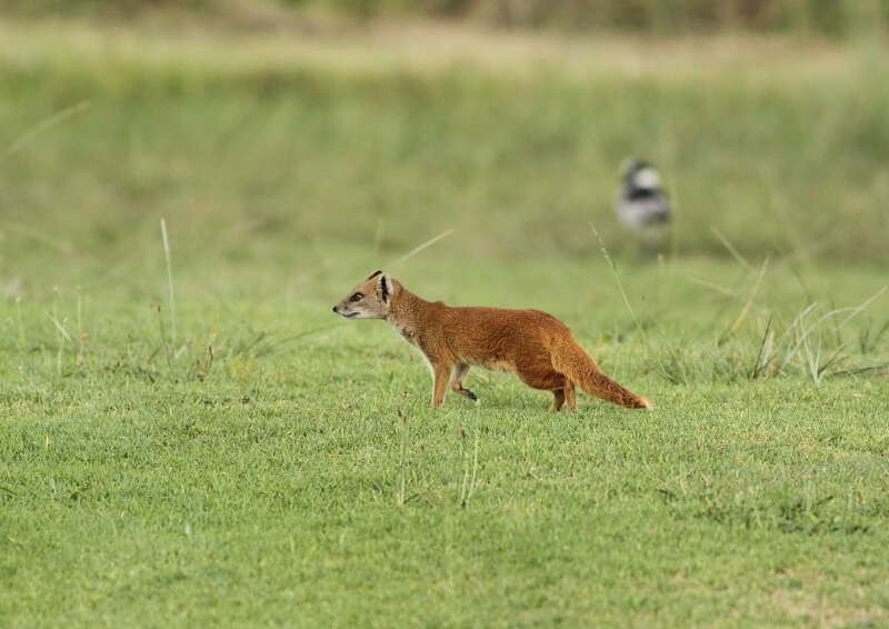 Image of Yellow Mongoose