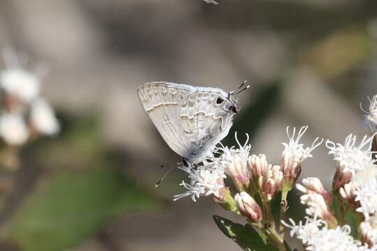 Image of Lacey's Scrub-Hairstreak