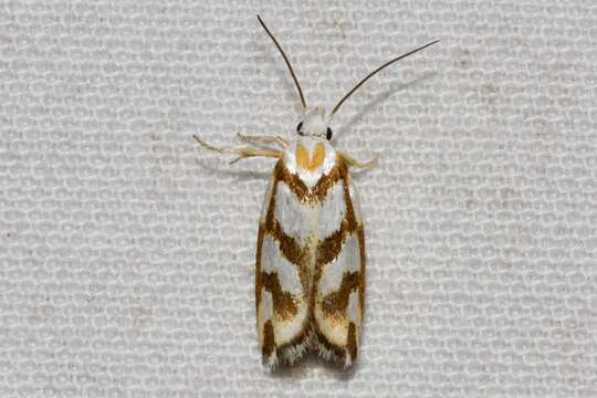 Plectophila electella Walker 1864 resmi