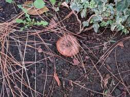 Image of Tricholoma fracticum (Britzelm.) Kreisel 1984