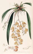 Image of Rodriguezia sticta M. W. Chase