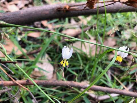 Image of Arthropodium milleflorum (Redouté) J. F. Macbr.