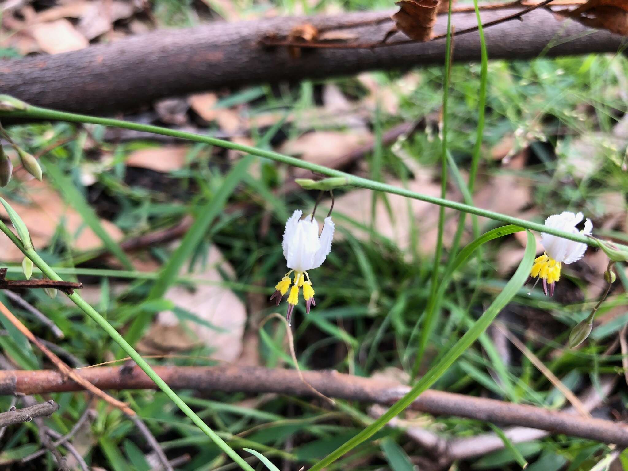 Image of Arthropodium milleflorum (Redouté) J. F. Macbr.