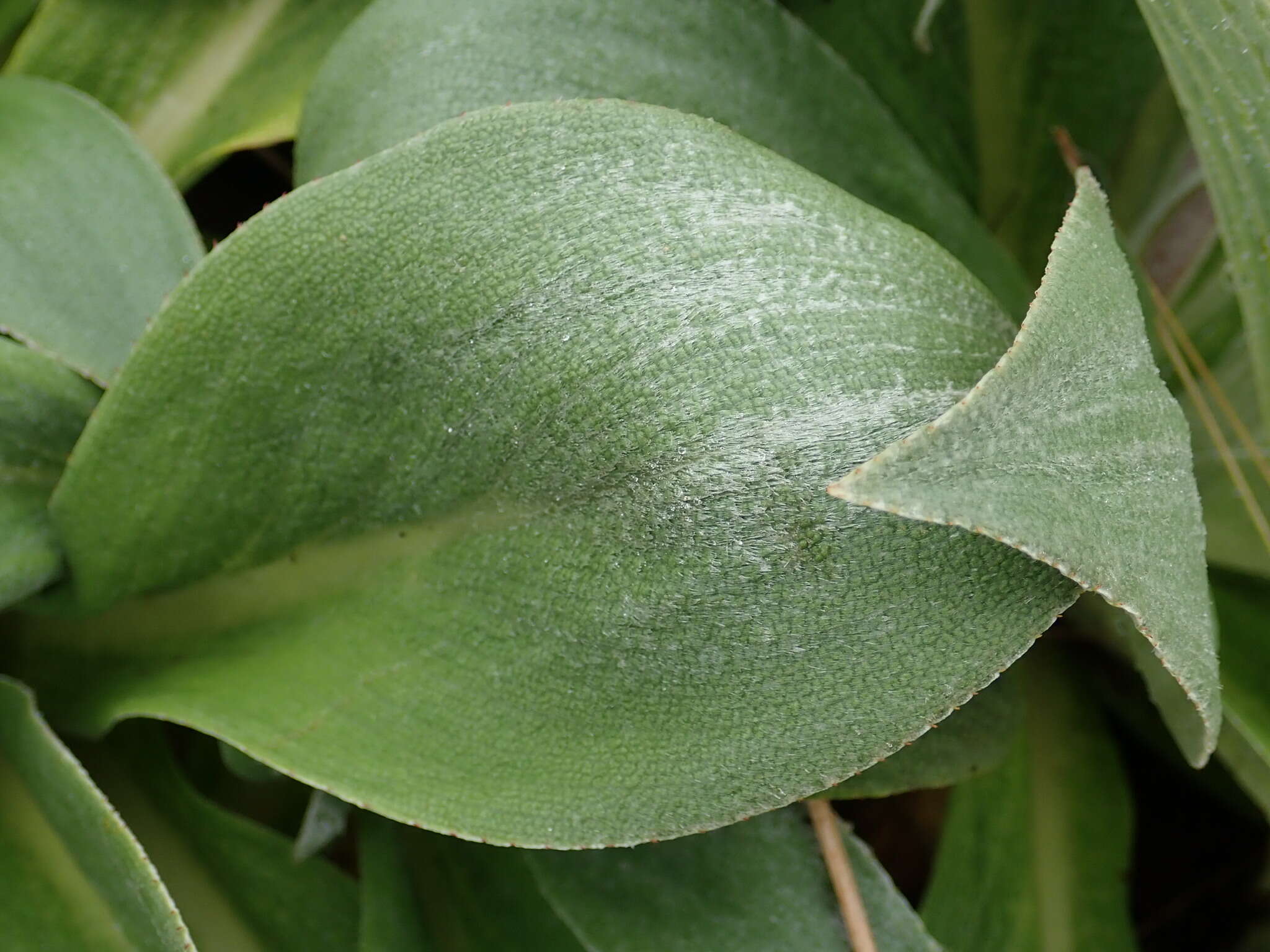 Image of Pleurophyllum hookeri J. Buch.