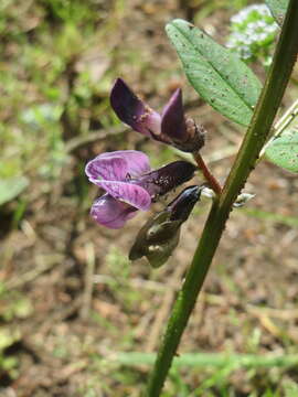 Image of bush vetch