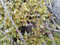 صورة Lobelia filicaulis (C. Presl) Schönland