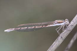 Image of Common Winter Damsel