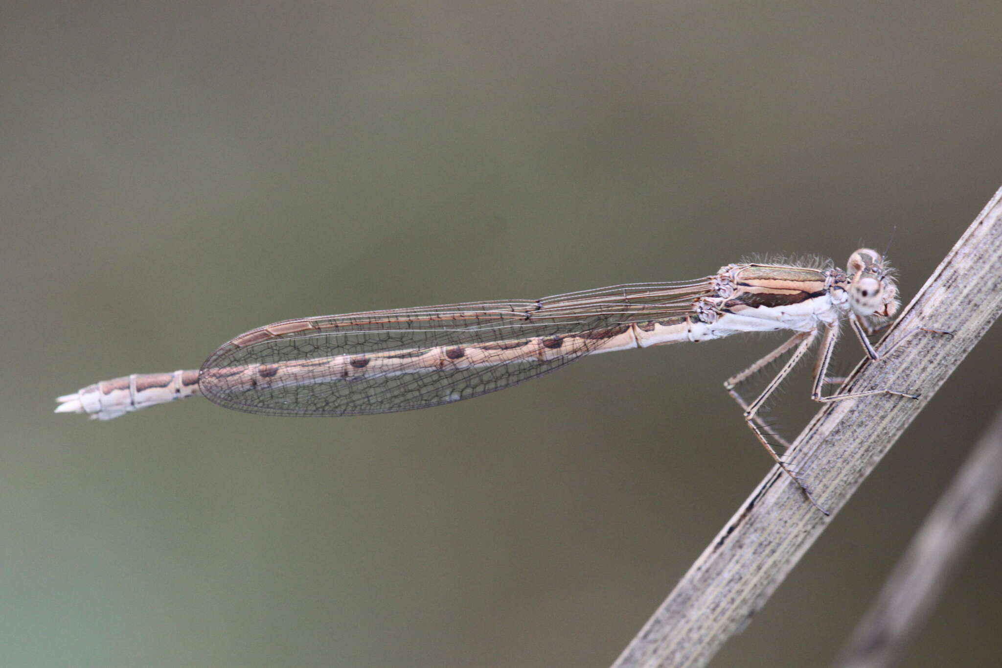 Image of Common Winter Damsel