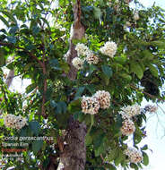 Image de Cordia gerascanthus L.