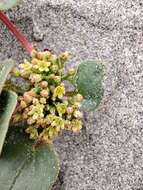 Image of Dioscorea fastigiata Gay