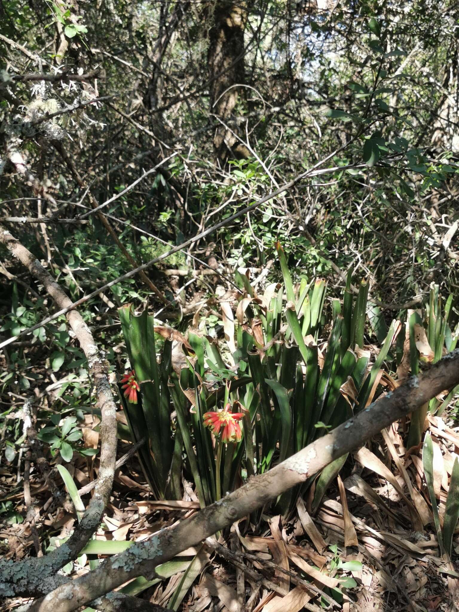 Image of Clivia nobilis Lindl.