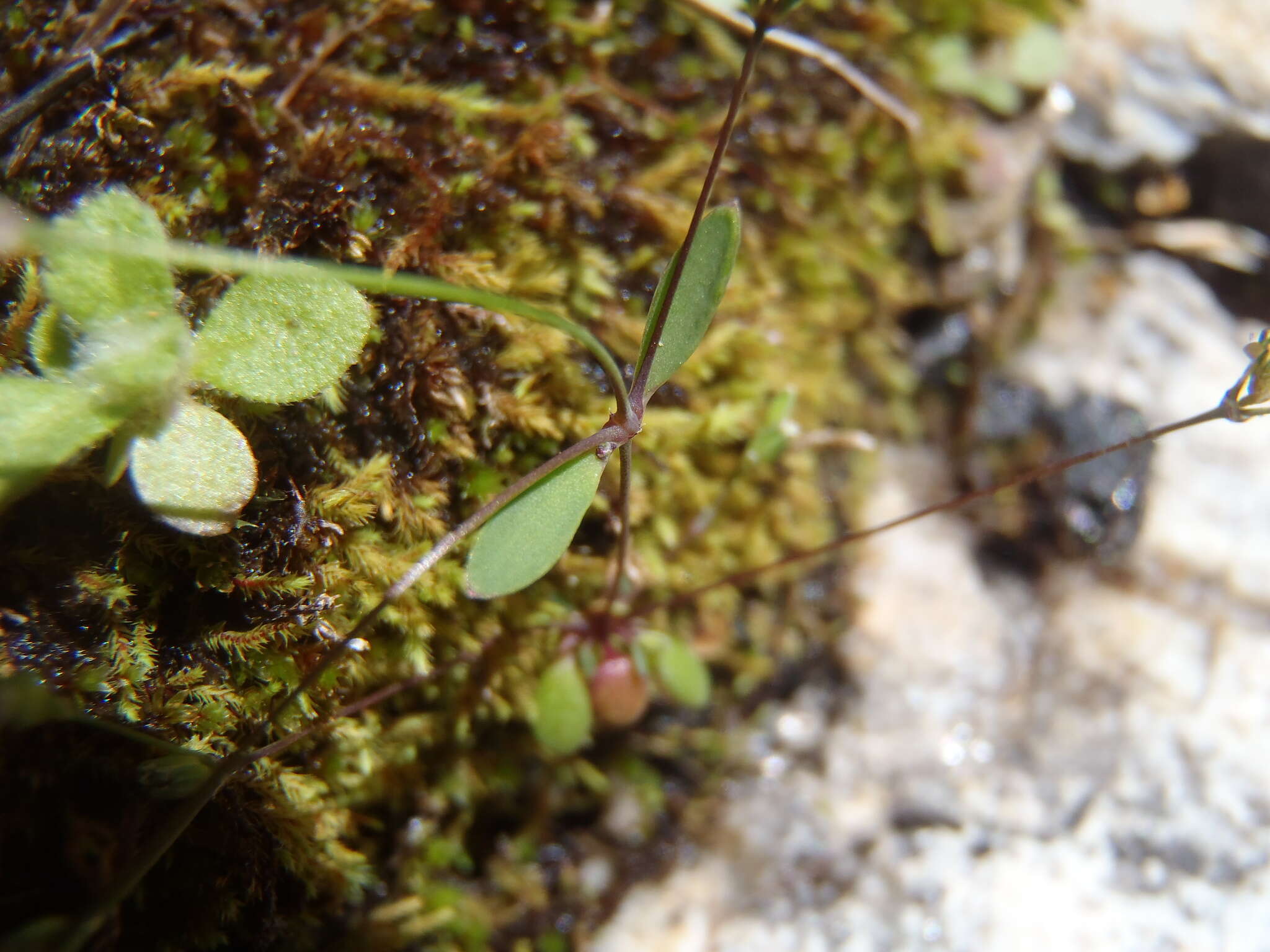 Drymaria leptophylla (Cham. & Schltdl.) Fenzl ex Rohrb. resmi