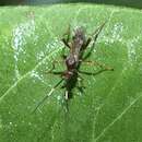 Image de Aleiodes smithi Marsh & Shaw 2001