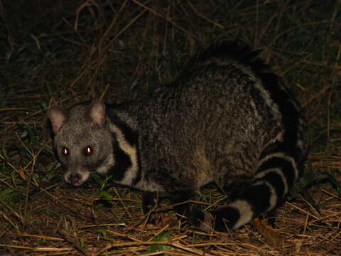 Image of large Indian civet