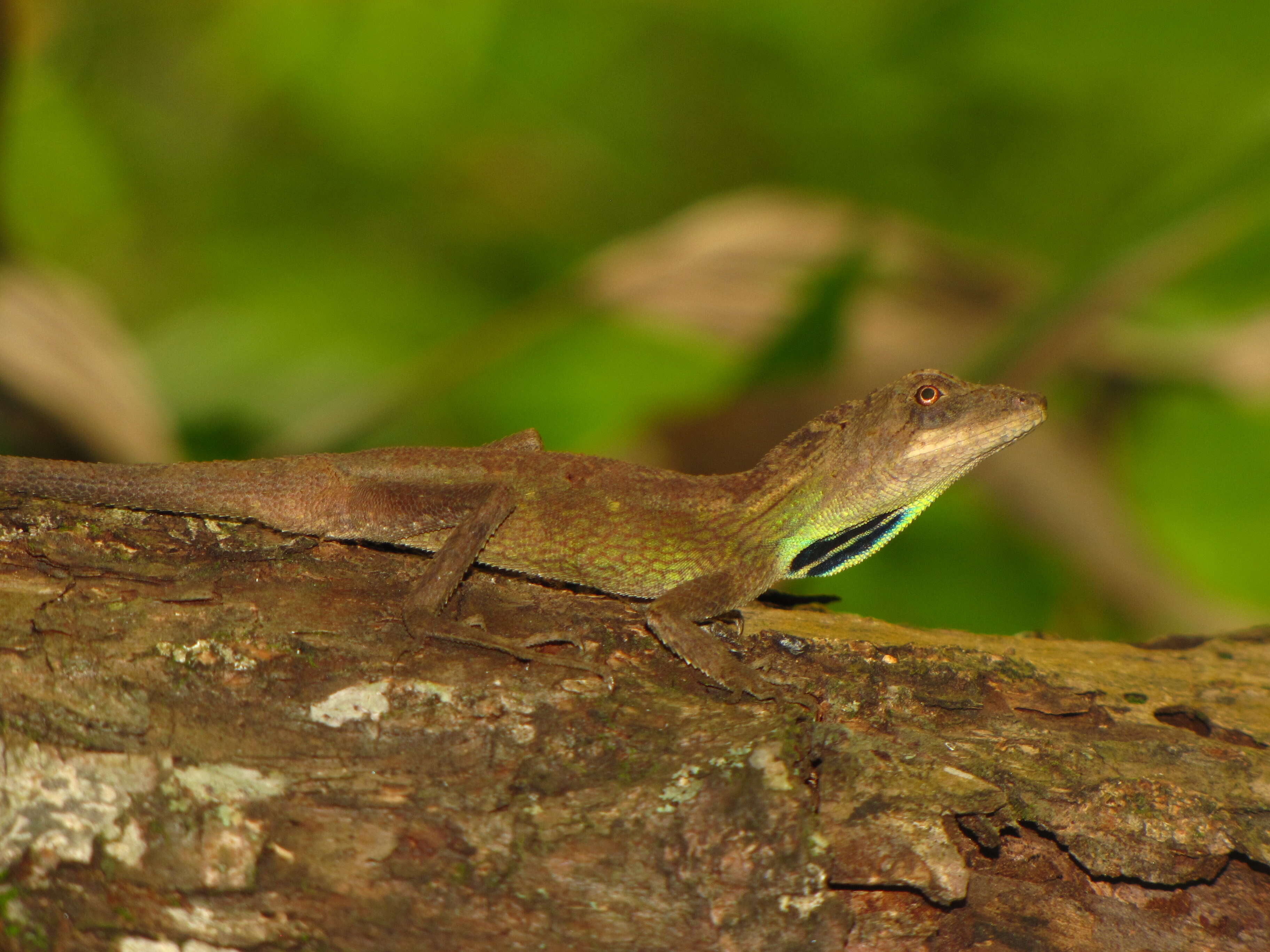 Image of Green Fan-throated lizard