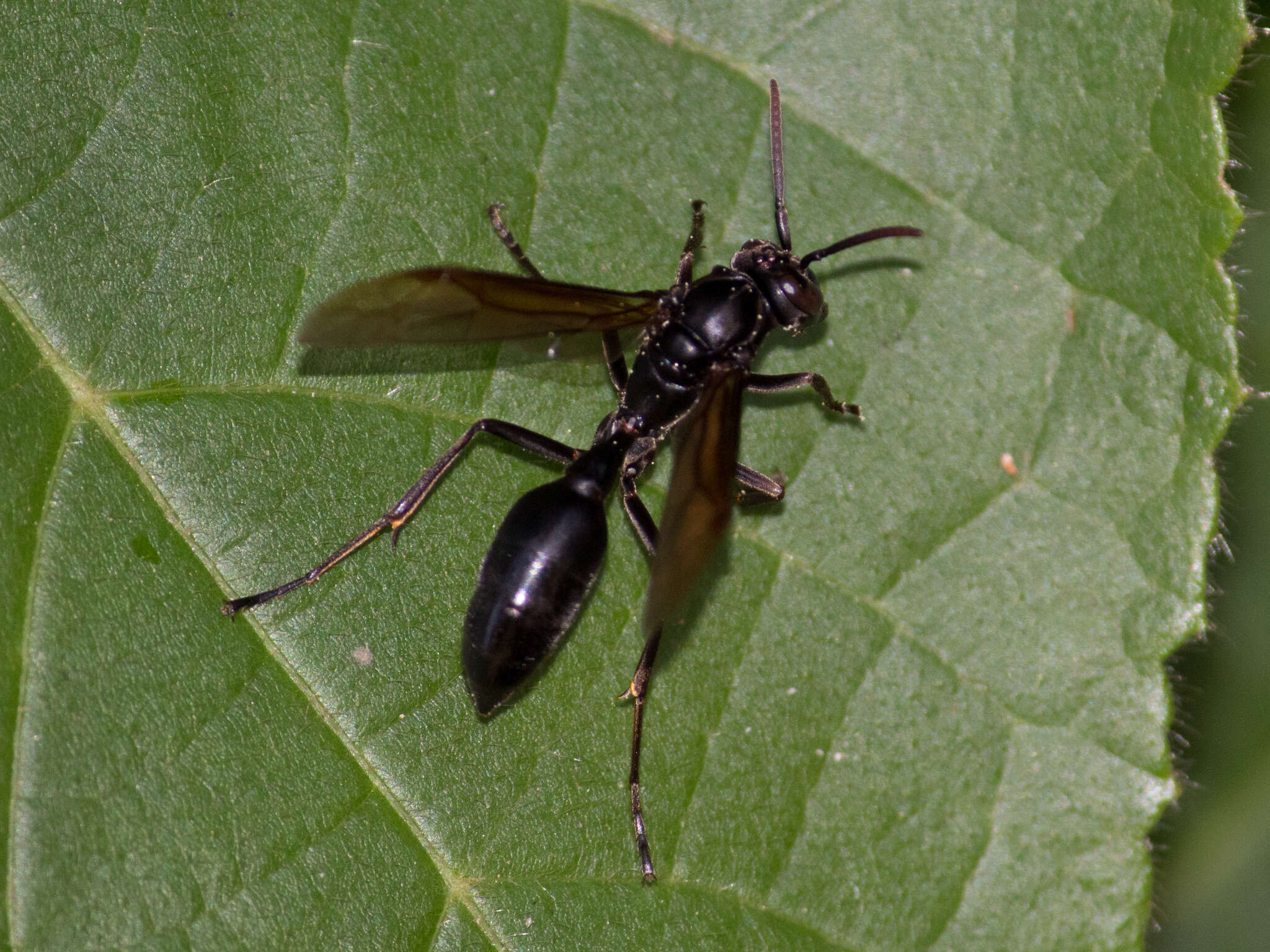 Agelaia angulata (Fabricius 1804)的圖片