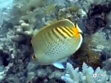 Image of Dot and dash Butterflyfish