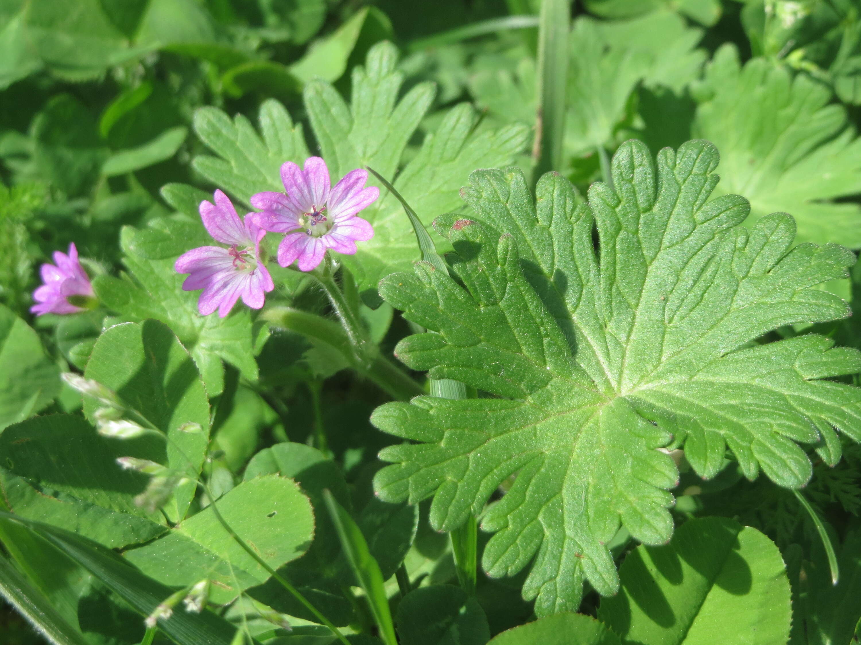 Image of dovefoot geranium