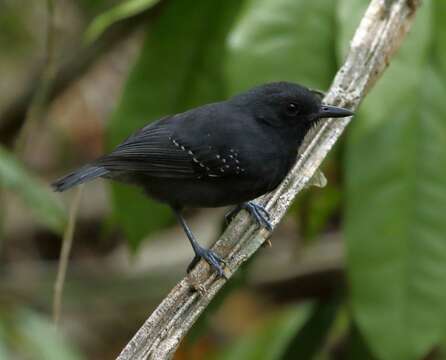 Image of Plumbeous Antshrike