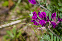 Image of Oxytropis megalantha H. Boissieu