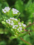 Image of Lewiston cornsalad