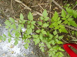 Image of Java waterdropwort