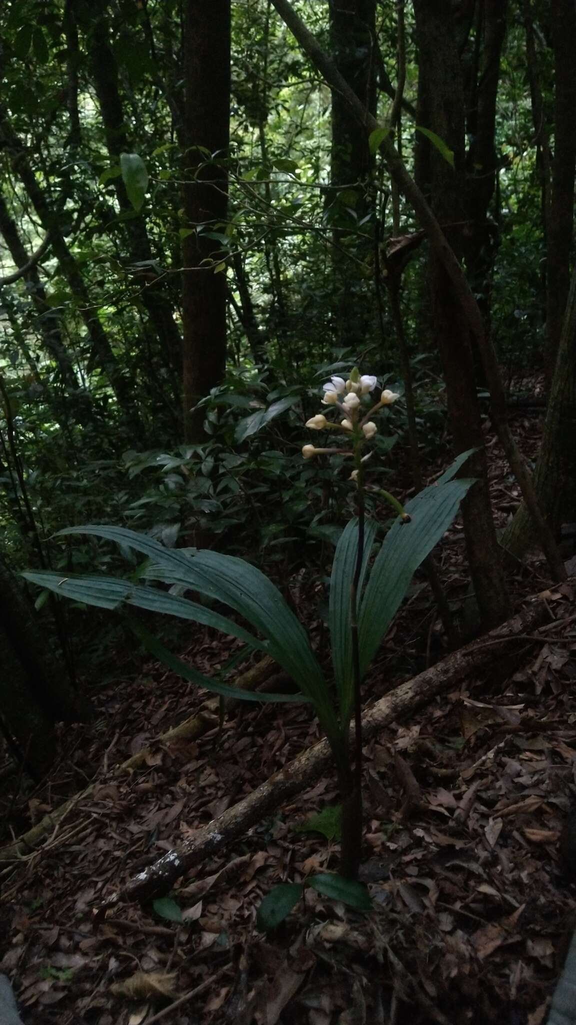 Image of Govenia utriculata (Sw.) Lindl.