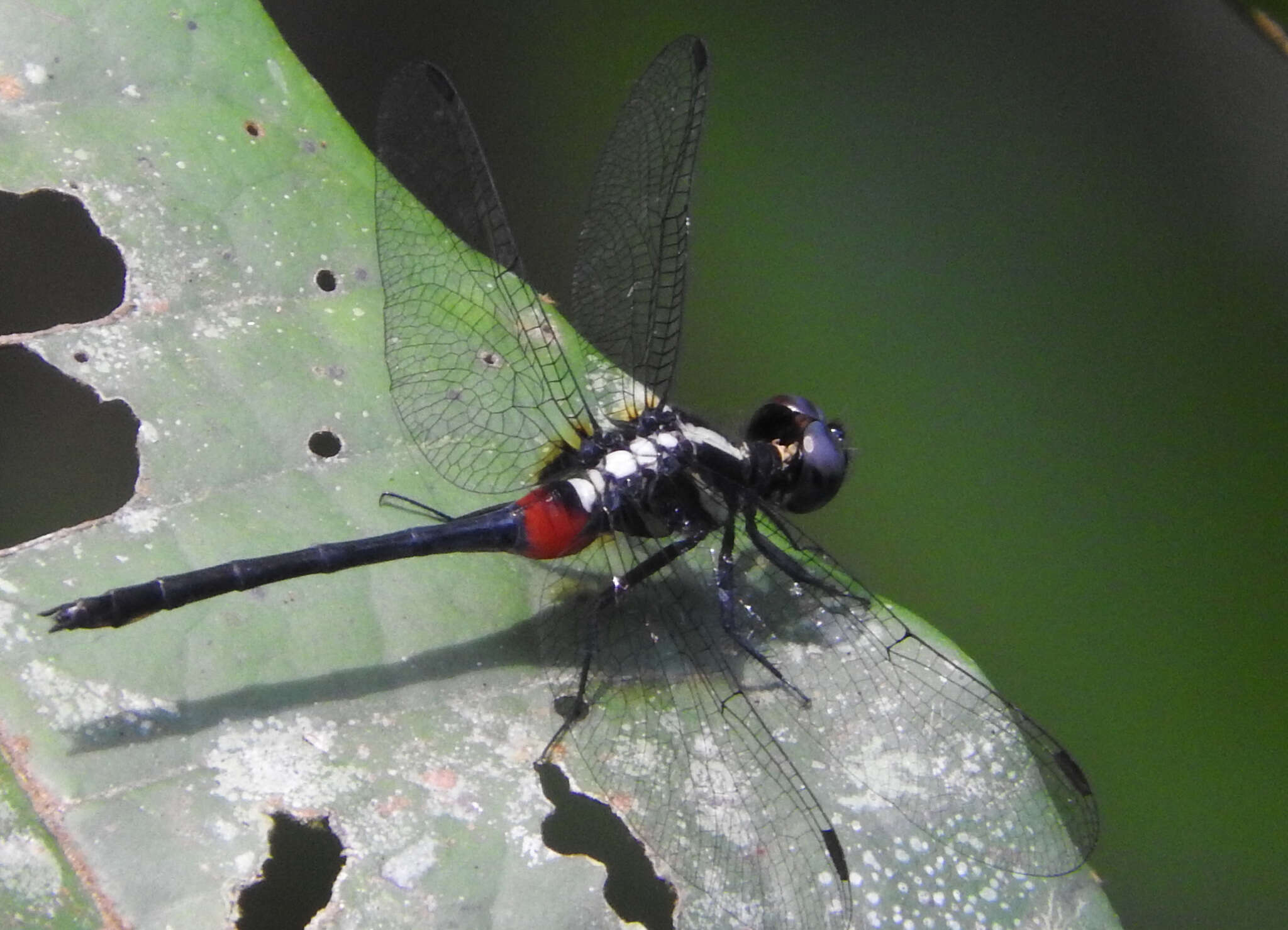 Image de Oxythemis phoenicosceles Ris 1909