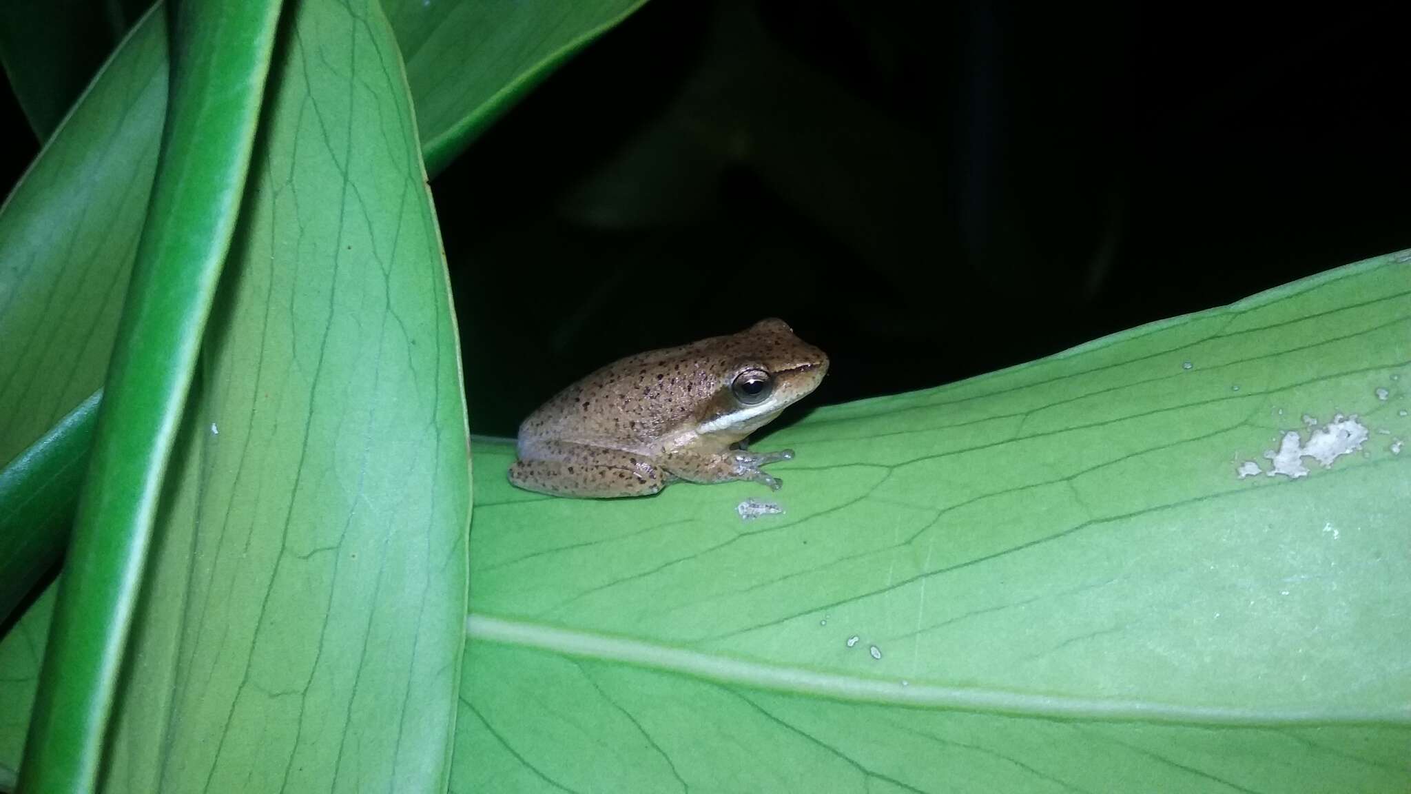 Image of Eastern Dwarf Tree Frog