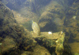 Image of Golden rabbitfish